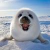 seals_are_amazing