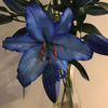 lilithmur919