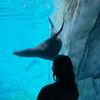 corgi_lover2740