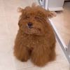 Cute Pet Fiesta