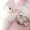 meowqx111