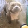 gmaildog_fire16