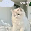 kiara_adiba__