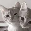 tndjnajt56