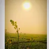 balu7220
