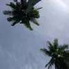 tiya_769