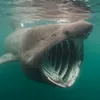 _shark._.lover_