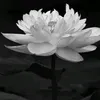 tuan.huynh394