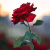 saira.malik92