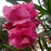 aminaaminaa689