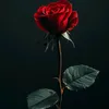 bestestgy