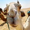 cameldeve0660
