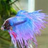 bettafish114