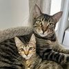 southfloridacats
