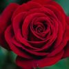 najma124421