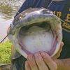 wvcatsncarps