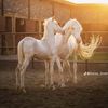 Horses 🐎
