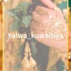 yalwa_kuwaitiya