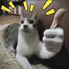 ilgattomatto