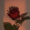 rose.m982