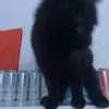 alboiin