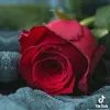 nour.nour9746