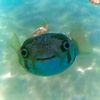 max_marine_biologist