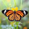 monarch_butterfly53