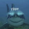 bugshark85
