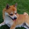 sookie344