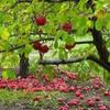 apple_tree_24