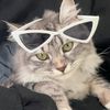 Pet_lover
