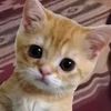 cat_vibeww