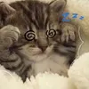 meo.bun.nguuzzz
