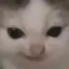 jokutyyppi75