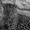 .bewar_2