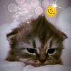 coolerevehhh