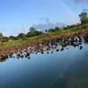 namphong_35