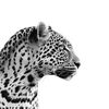 tamerlan_zhan