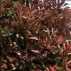 aylf_16