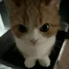 oazk_1