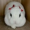 homebunni