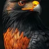 shah_ji_shah.412