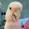 solomon_the_cockatoo
