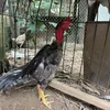 songachoi_19