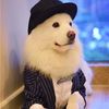 dogchannel55