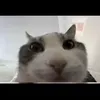 felix_s513