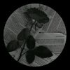 haneen.ibrahem639