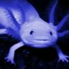 rare_blue_axolotl