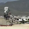 twana_hajiawa